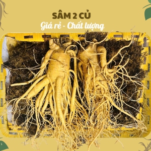 Nhân Sâm Củ Tươi Hàn Quốc 6 Năm Tuổi Loại 2 Củ/Kg – Tuyệt Tác Thảo Dược, Đẳng Cấp Thượng Lưu