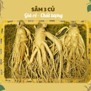 Nhân Nhân Sâm Củ Tươi Hàn Quốc 6 Năm Tuổi Loại 3 Củ/Kg – Chất Lượng Vàng, Giải Pháp Chăm Sóc Sức Khỏe Linh Hoạt