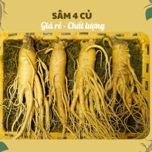 Nhân Sâm Tươi Hàn Quốc 6 Năm Tuổi Loại 4 Củ/Kg – Giải Pháp Bồi Bổ Kinh Tế, Chất Lượng Vàng Trong Tầm Tay