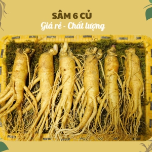 Nhân Sâm Tươi Hàn Quốc 6 Năm Tuổi Loại 6 Củ/Kg – Lựa Chọn Phổ Thông, Giải Pháp Tăng Kháng Thể Tiết Kiệm
